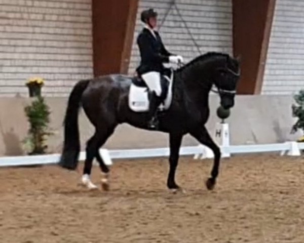 Dressurpferd Dressed In Black 5 (Westfale, 2014, von Dancier Noir GT)