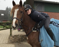 jumper Magical Emma (KWPN (Royal Dutch Sporthorse), 2014)