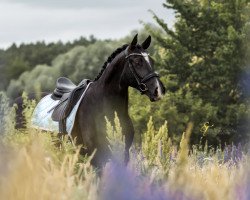 dressage horse Schenkenberg's Devito (German Sport Horse, 2015, from Danciano)