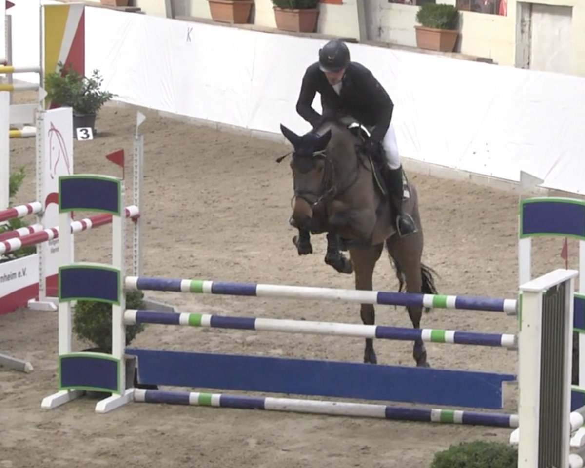 Deckhengst L.B. Daryan (Holsteiner, 2015, von Darco de Revel)