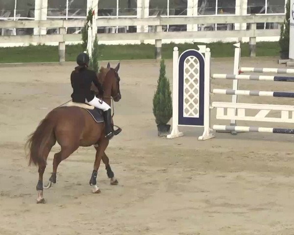 Reitturnier Linkenheim-Hochstetten 2015