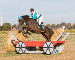 dressage horse Dejavue 49 (Westphalian, 2006, from Donnerlord)
