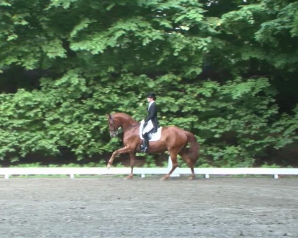 Reitturnier Bad Segeberg 2015