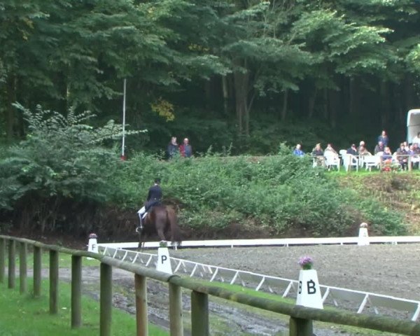 Reitturnier Bad Segeberg 2015