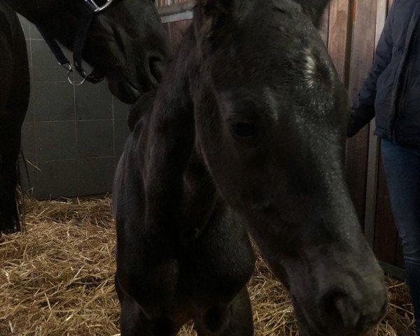 horse General Public Champagne (Hanoverian, 2020, from Glamourdale)