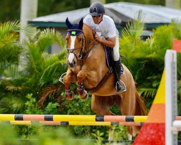 jumper Select's London Calling OLD (Oldenburg show jumper, 2014, from London)