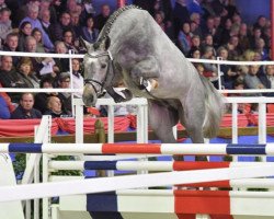 stallion Cotton Club K (Oldenburg show jumper, 2015, from Cornet Obolensky)