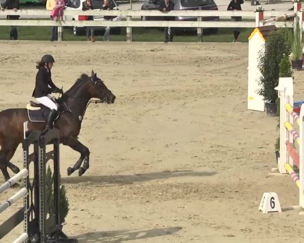 Reitturnier Linkenheim-Hochstetten 2015