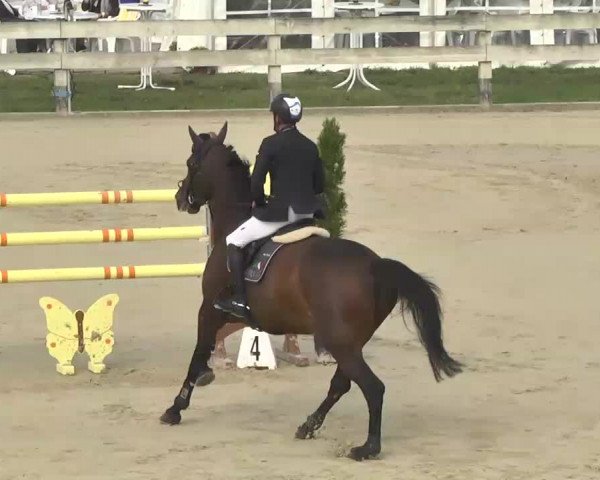 Reitturnier Linkenheim-Hochstetten 2015