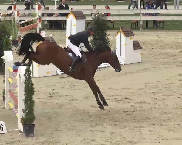 Reitturnier Linkenheim-Hochstetten 2015