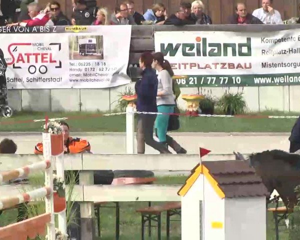 Reitturnier Linkenheim-Hochstetten 2015