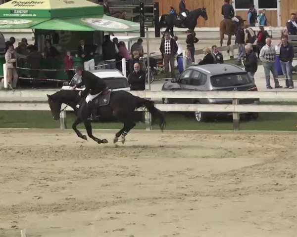 Reitturnier Linkenheim-Hochstetten 2015