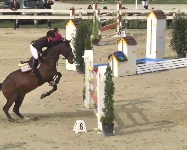 Reitturnier Linkenheim-Hochstetten 2015