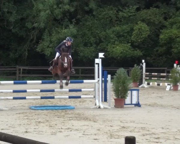 Reitturnier Bergisch Gladbach-Paffrath 2015