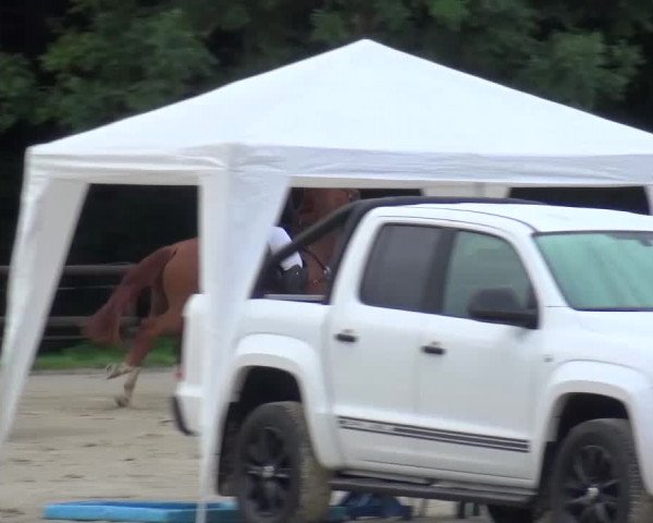 Reitturnier Bergisch Gladbach-Paffrath 2015