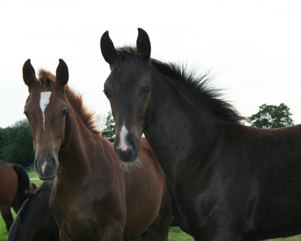horse Remington Steele DB (Oldenburg, 2010, from Royal Classic I)