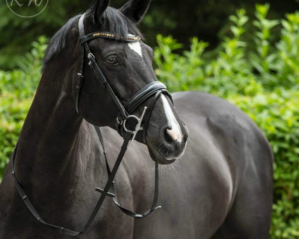 jumper Chiba (Trakehner, 2009, from Heleris)