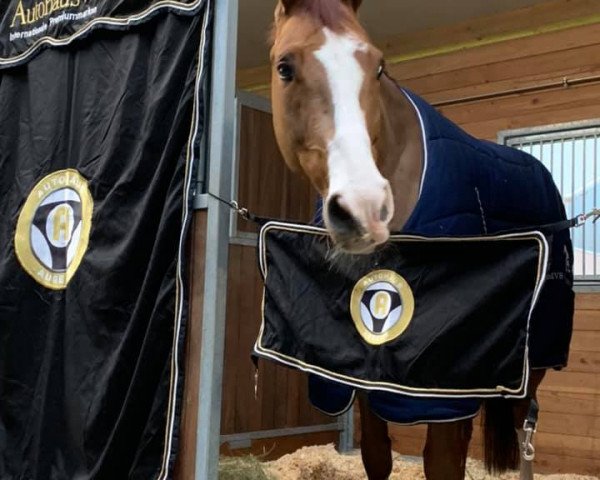 jumper Contex (Hanoverian, 2012, from Comte)
