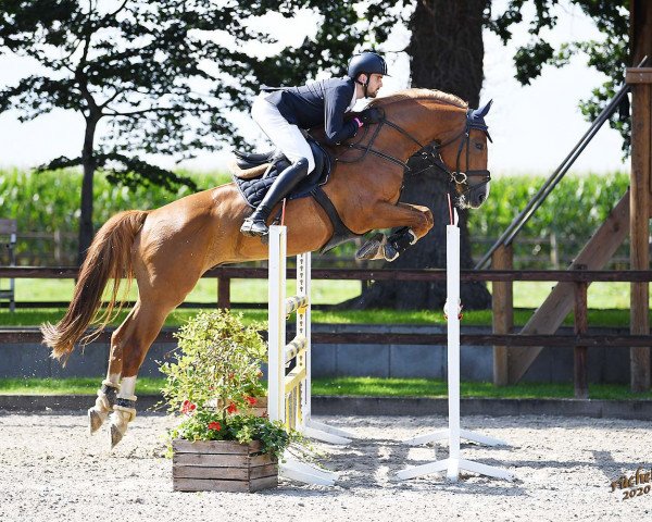 Springpferd Zloty Blue (Oldenburger Springpferd, 2012, von Zirocco Blue)
