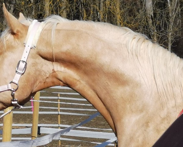 Dressurpferd Terence Hill 11 (Palomino, 2017, von Soel'rings Triple X)