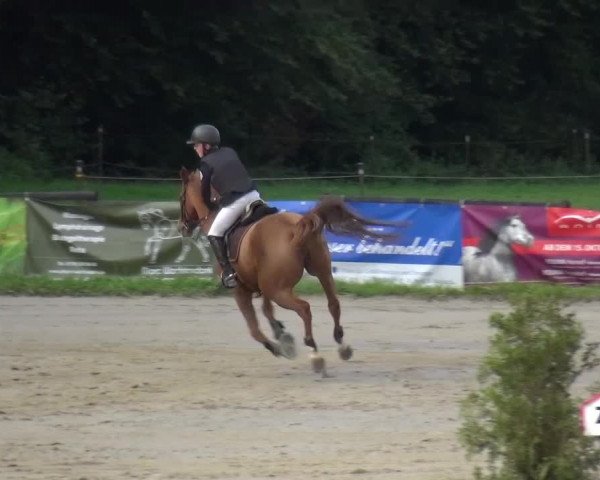 Reitturnier Bergisch Gladbach-Paffrath 2015