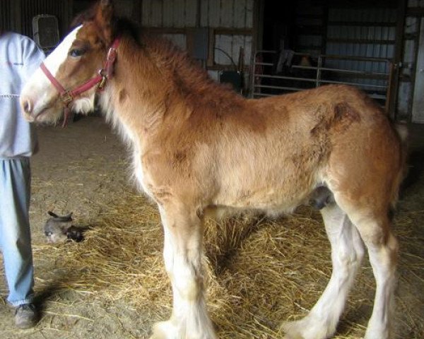 Pferd Hastings Mcduff's Scotty (Clydesdale, 2013, von SCA Top Guns Commander McDuff)