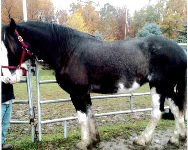 Zuchtstute Great Lakes Perfect Storm (Clydesdale, 2013, von Bud Ridge Silverado)