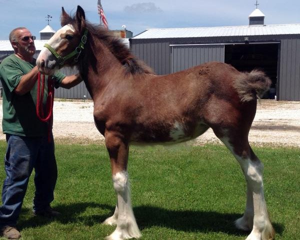 horse Double Shoe's Time of Patience (Clydesdale, 2014, from California Canyon Merlin)
