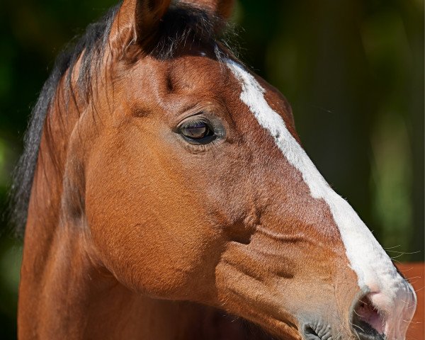 jumper Amy Tan (Hessian Warmblood, 2002, from Accept) jumper Amy Tan (Hessian Warmblood, 2002, from Accept)