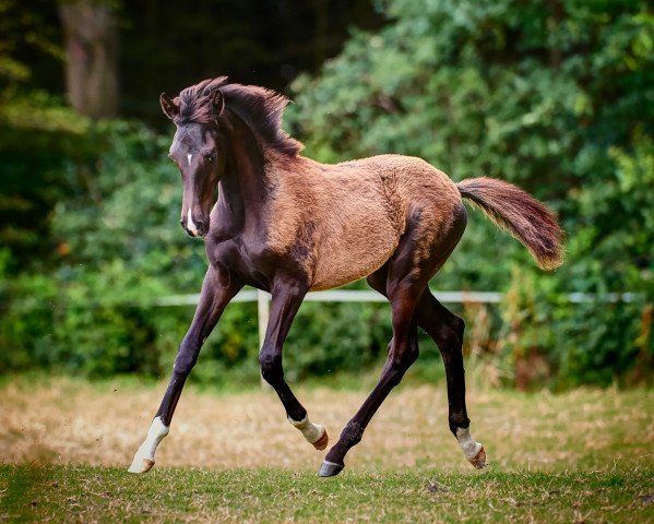 horse Somebody To Love HK (Oldenburg, 2020, from Secret)