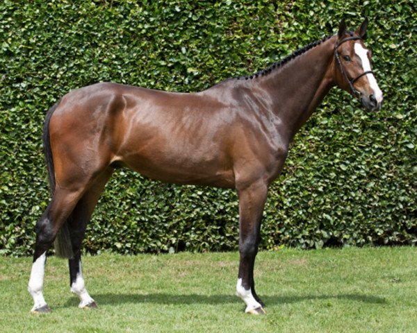 jumper INOSTELLO M (KWPN (Royal Dutch Sporthorse), 2013, from Numero Uno)