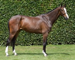 jumper INOSTELLO M (KWPN (Royal Dutch Sporthorse), 2013, from Numero Uno)