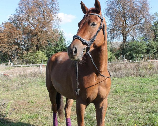 Springpferd Fiamo 3 (Rheinländer, 2016, von Fashion S)