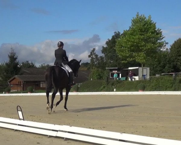 Reitturnier Lohmar-Hausdorp 2015