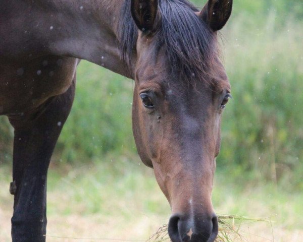 broodmare Diaz del Cid (KWPN (Royal Dutch Sporthorse), 2008, from Tuschinski)