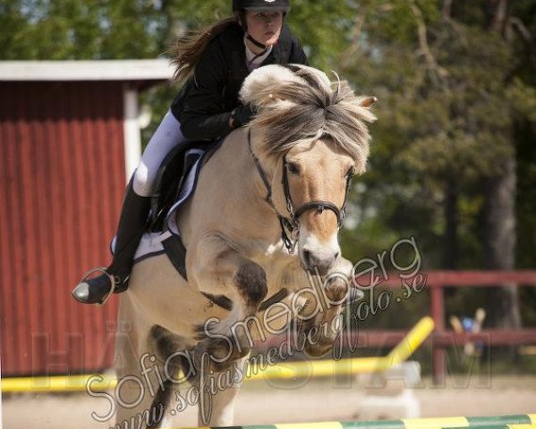 horse Sindarve Hilding (Fjord Horse, 1998, from Ringo 184 SWE) horse Sindarve Hilding (Fjord Horse, 1998, from Ringo 184 SWE)