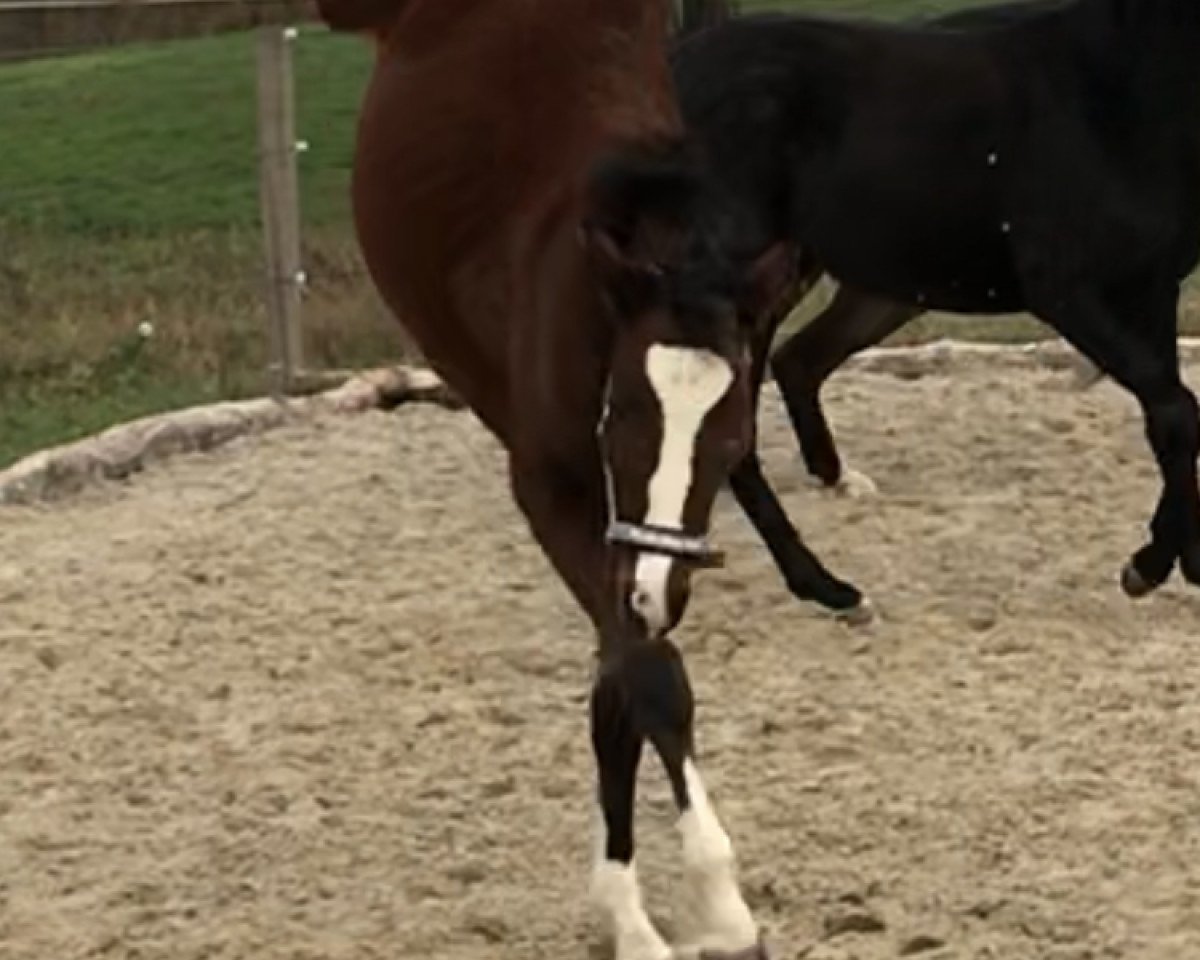 jumper Orchidee NL (Oldenburg show jumper, 2019, from Ogano Sitte)