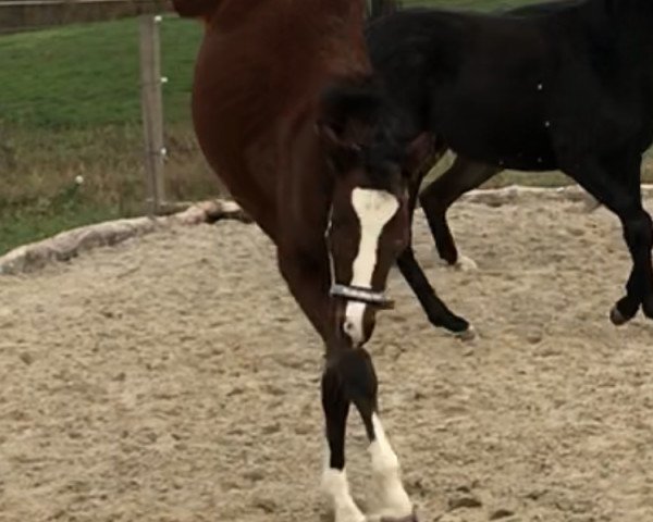 Springpferd Orchidee NL (Oldenburger Springpferd, 2019, von Ogano Sitte)