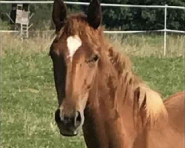 horse Deichkind (Oldenburg, 2003, from Dimension)