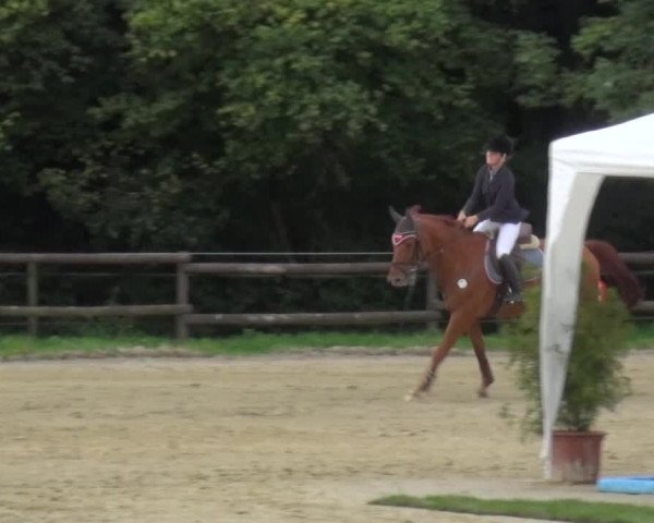 Reitturnier Bergisch Gladbach-Paffrath 2015