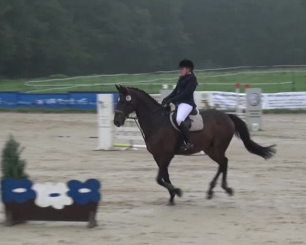 Reitturnier Bergisch Gladbach-Paffrath 2015