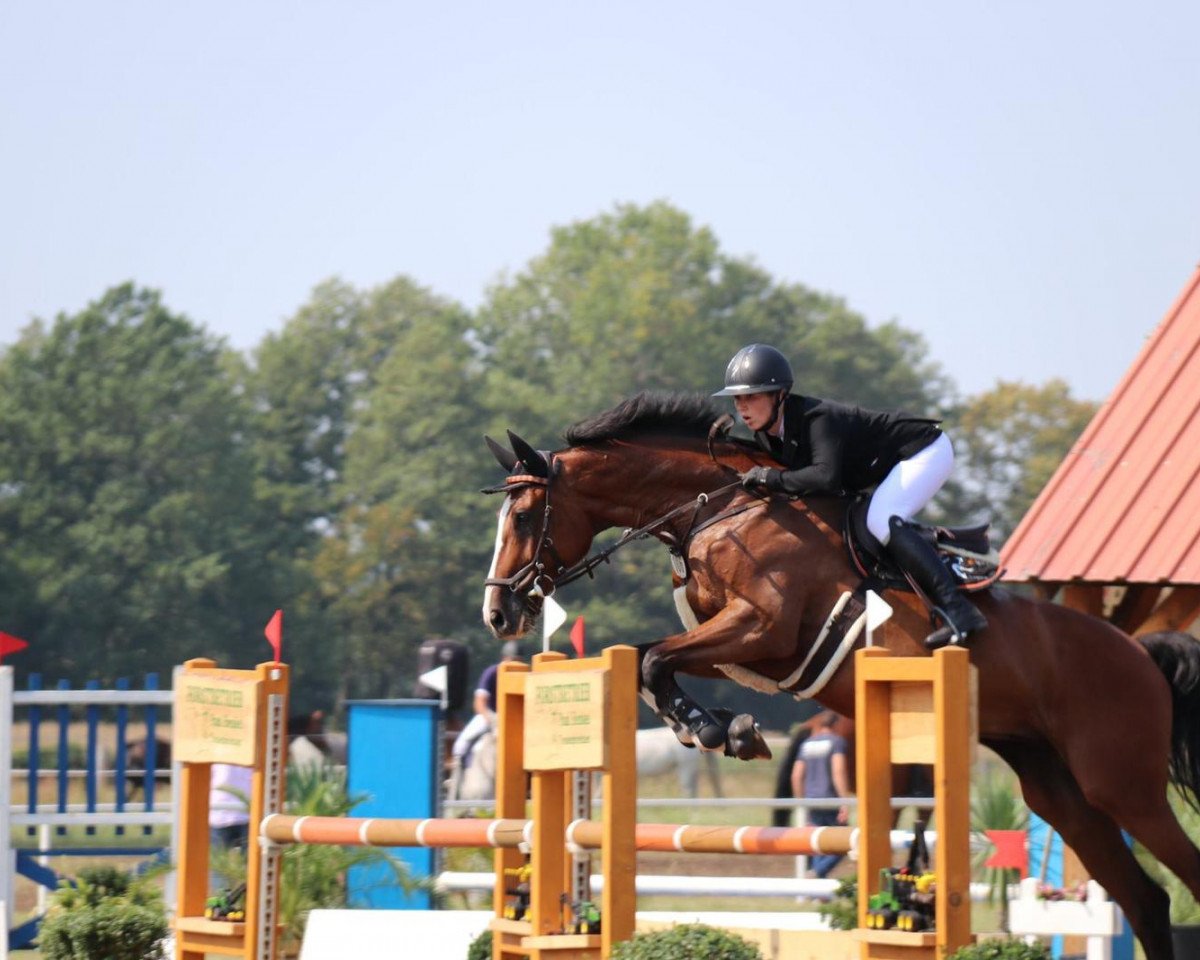 Springpferd Conracini (Holsteiner, 2008, von Cassini II)