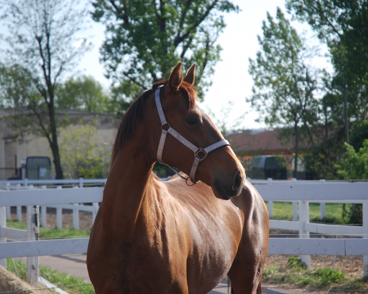 Pferd Escada B (Deutsches Sportpferd, 2017, von Escolar)