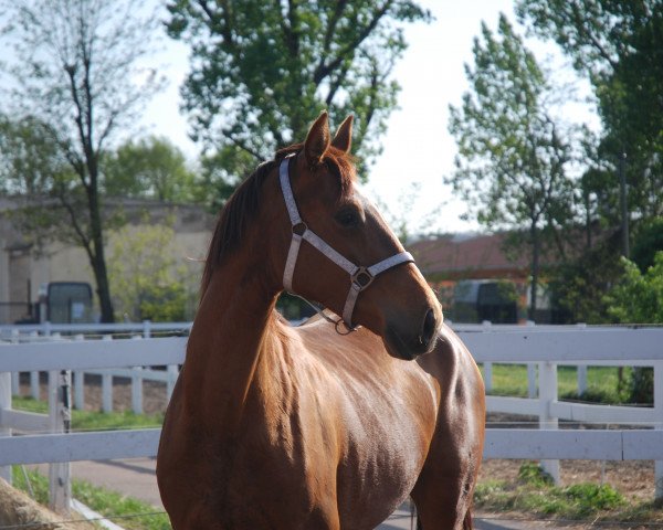 Pferd Escada B (Deutsches Sportpferd, 2017, von Escolar)