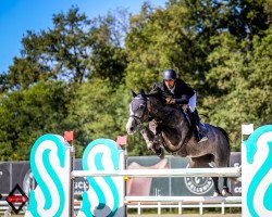 jumper Menzo de Toxandria (Belgian Warmblood, 2012, from Andiamo)