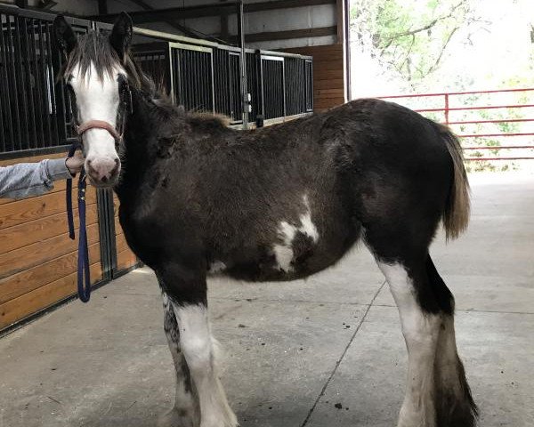horse Diamond S Eve (Clydesdale, 2017, from Willow Way Marshall)
