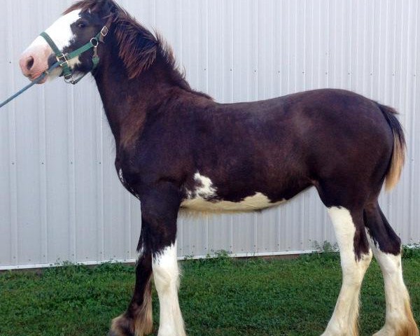 horse Diamond S Electra (Clydesdale, 2017, from Willow Way Marshall)