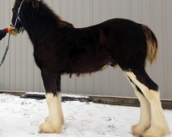 horse Diamond S Designer (Clydesdale, 2016, from Willow Way Marshall)
