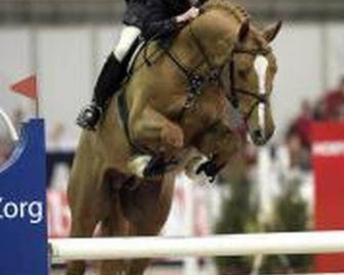 stallion Ultimo (KWPN (Royal Dutch Sporthorse), 2001, from Phin Phin)