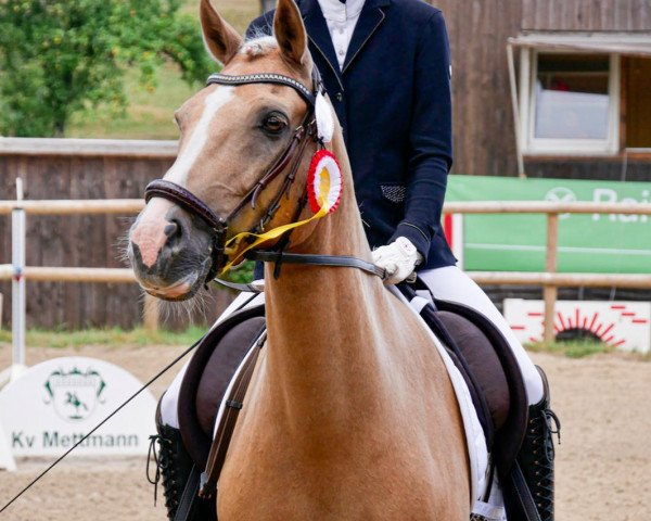 Dressurpferd Gentleman 223 (Deutsches Reitpony, 2006)